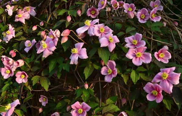 Flowers, pink, clematis