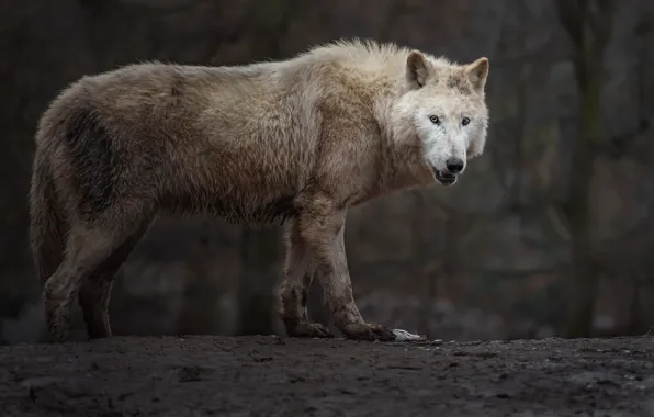 Picture face, wolf, wildlife, head, fur, mammal, whiskers, white wolf