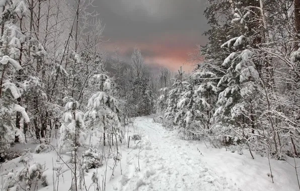 Picture winter, forest, the sky, snow, sunset