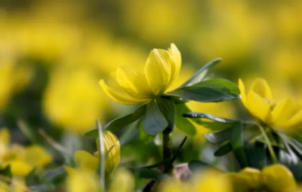 Flowers, spring, yellow, flowerbed