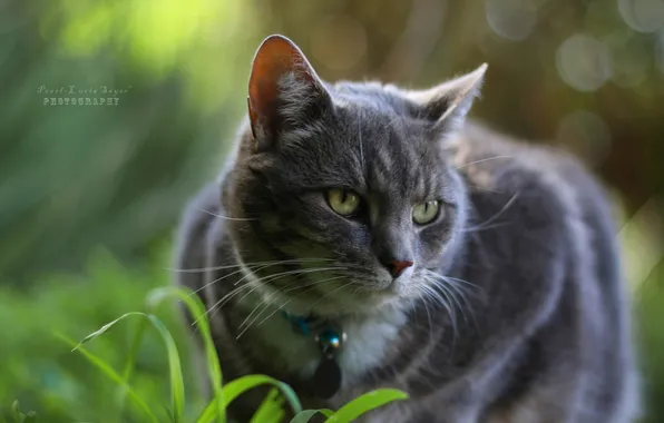 Picture grass, collar, Kote