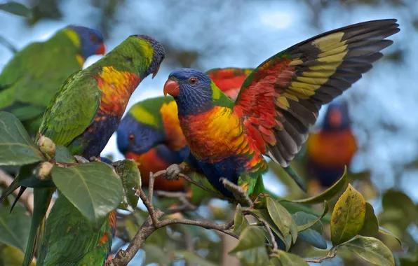 Picture branch, parrots, Multicolor lorikeet