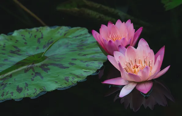 Water, reflection, pink, Nymphaeum, water Lily