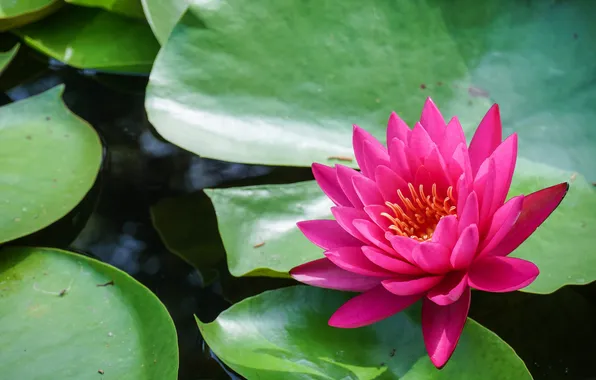 Picture lake, foliage, pink water Lily
