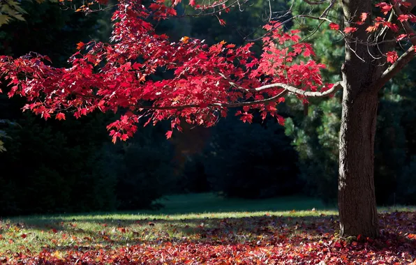 Picture Nature, Fall, Autumn, Colors, The Secret Garden