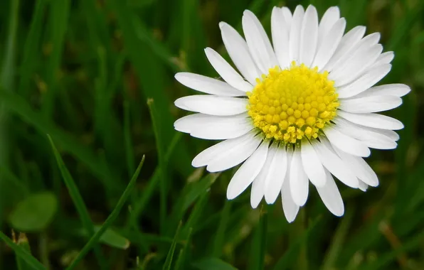 Grass, Daisy, one