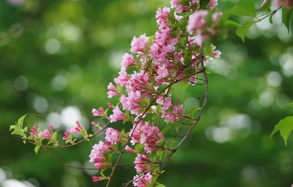 Trees, branches, glare, blur, flowering