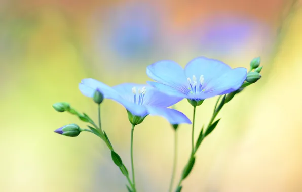 Flowers, background, blur, blue, len