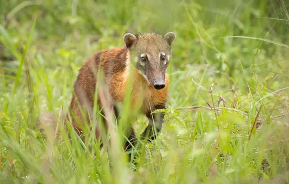 Picture grass, look, face, glade, legs, sneaks, coati, the coati