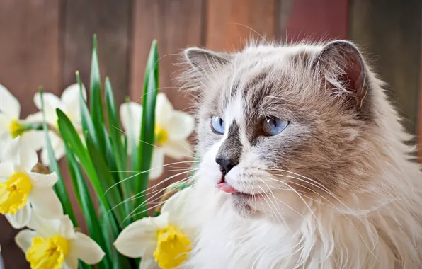 Cat, flowers, daffodils, though