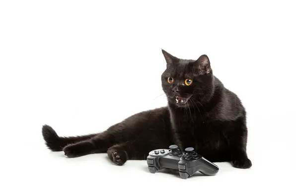 Cat, cat, look, pose, black, white background, joystick, face