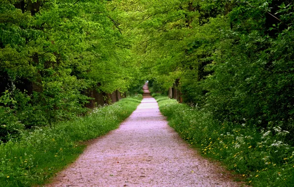 Road, forest, grass, trees, trail