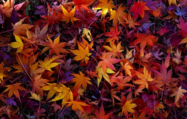 Autumn, leaves, colorful, background, autumn, leaves, autumn, maple