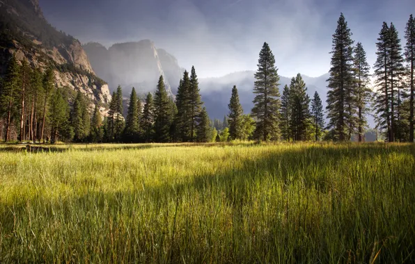 Picture Yosemite Valley, meadow, early morning