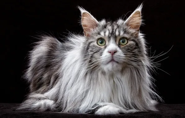 Picture cat, cat, look, portrait, black background, Maine Coon