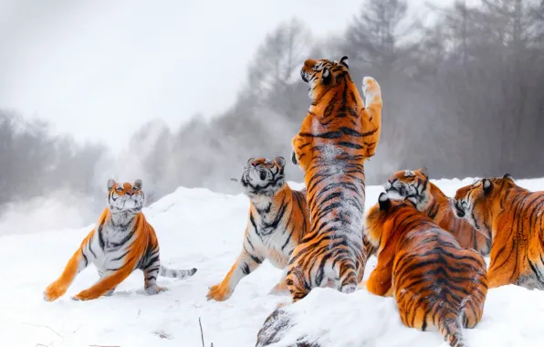 Winter, snow, tiger, jump, the game, hunting, tigers, stand