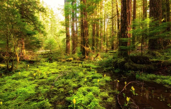 Forest, the sky, grass, trees, flowers, stream