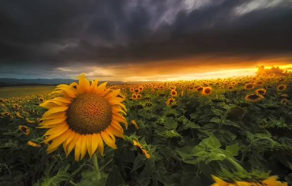 Picture summer, sunflowers, sunset, nature