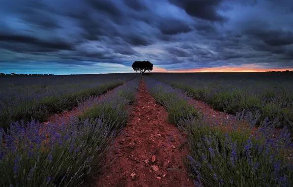 Field, summer, sunset, lavender