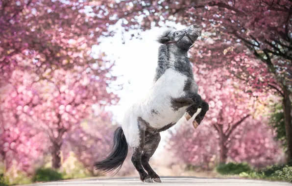 Sakura, pony, flowering, bokeh, horse