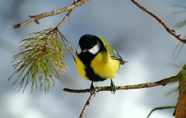 Picture forest, needles, sprig, bird, tit