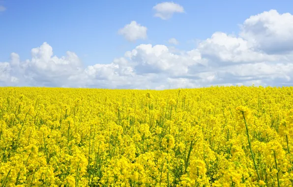 Field, clouds, flowers, spring, yellow, blue sky, rape, rapeseed field