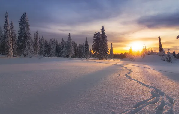 Winter, forest, snow, sunset, traces, ate, Russia