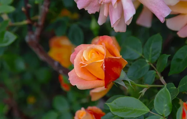 Macro, rose, Bush, blooms