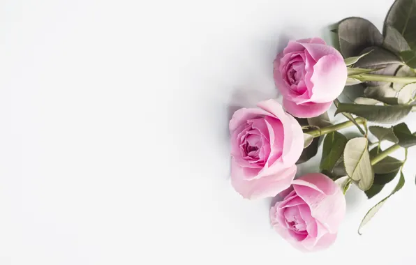 Roses, pink, buds, pink, flowers, roses