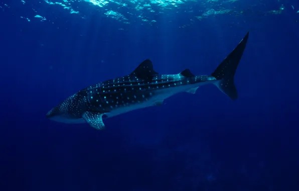 Wallpaper, sea, ocean, big, water, giant, wildlife, reef
