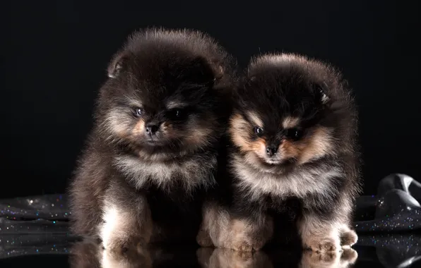 Puppies, Duo, breed, Spitz