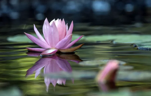 Picture leaves, water, Lily, water, leaves, water Lily