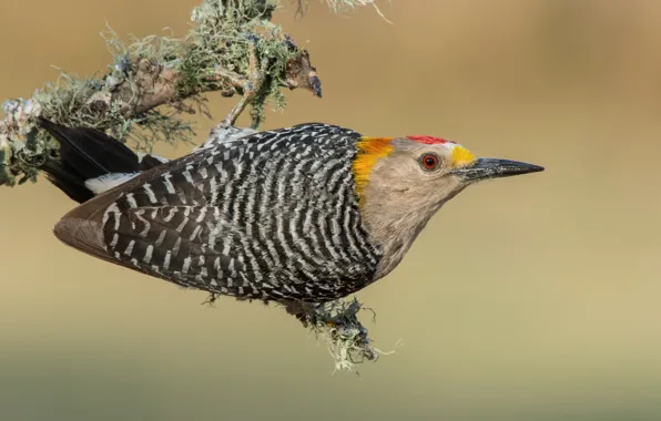 Birds, woodpecker, Zolotoy melanerpes