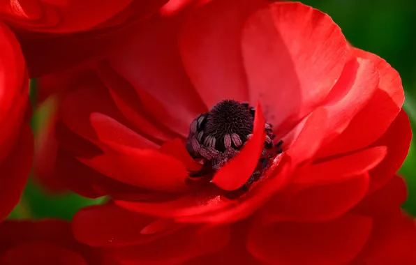 Picture macro, petals, Anemone, scarlet, Hasna