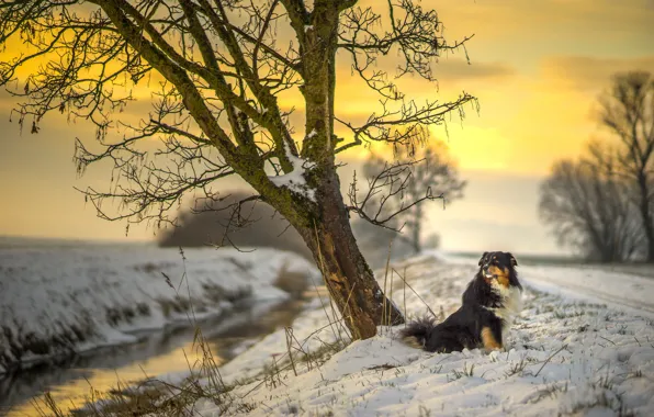 Picture road, river, sunset, dog, winter, snow, tree, sun