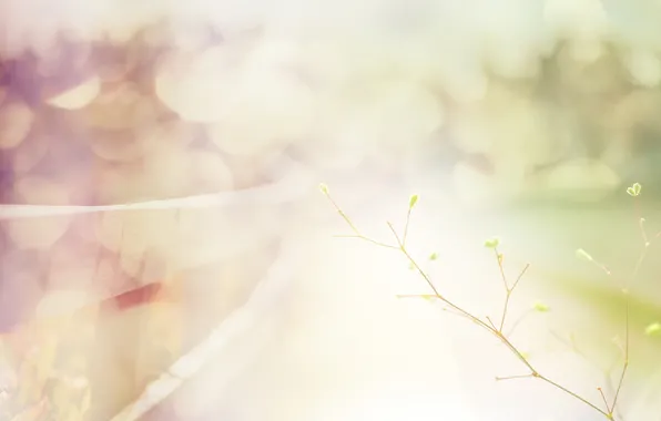 Macro, nature, the fence, lights, nature