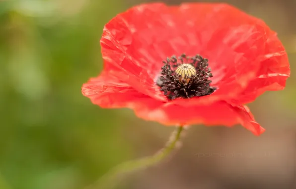 Field, nature, Mac, petals, stem