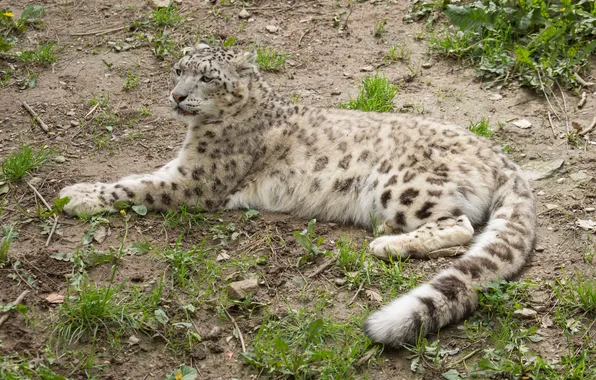 Cat, grass, stay, IRBIS, snow leopard