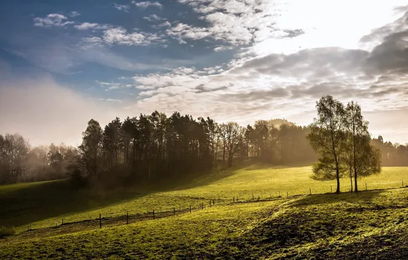Picture field, trees, fog, morning
