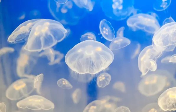 Water, jellyfish, golubezny