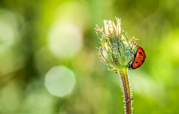 Picture plant, ladybug, bokeh