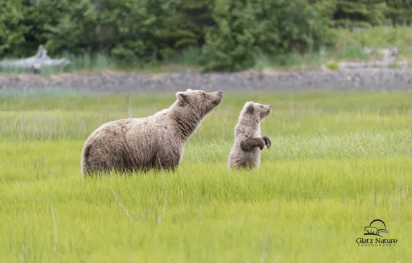 Picture bears, Alaska, meadow, bear, Alaska, cub, bear, Lake Clark National Park