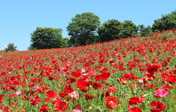 Field, summer, trees, flowers, blue, Maki, slope, meadow
