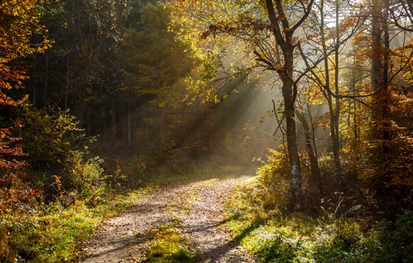Picture autumn, forest, leaves, trees, light, sunshine, forest, rays of light