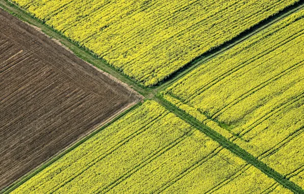 Field, nature, height