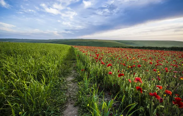 The sky, Field, Maki