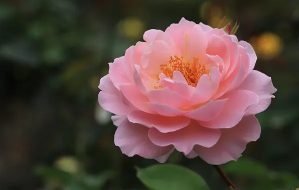 Picture close-up, pink, rose, petals