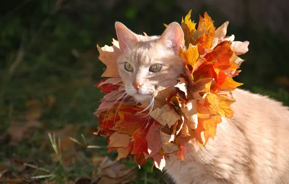 LEAVES, COLOR, RED, AUTUMN, WREATH
