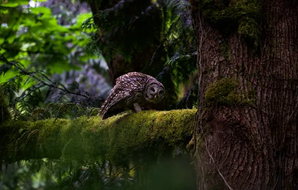 Forest, look, branches, nature, pose, the dark background, tree, owl