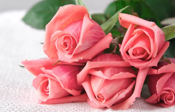 Leaves, flowers, roses, bouquet, petals, lies, pink, buds
